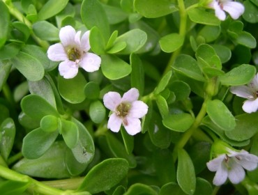 recent-project-img-1