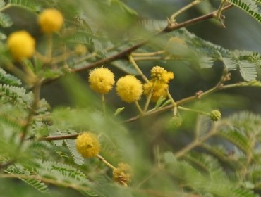 Acacia Arabica