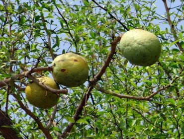 Aegle Marmelos