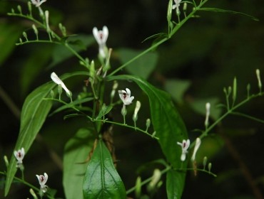 Andrographis Paniculata