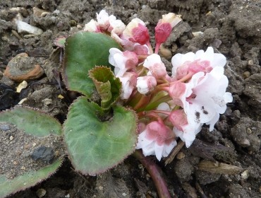 Bergenia Ligulata